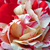 Różowy  - Angielska róża - Ausdrawn